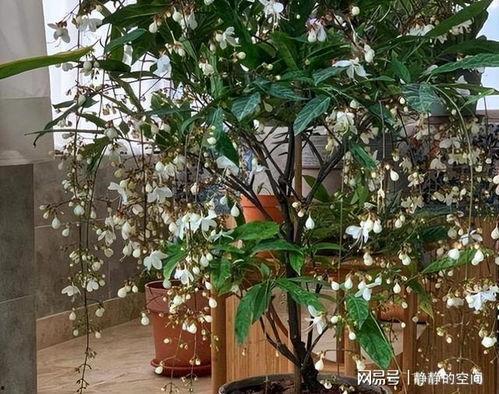 网红茉莉,网络红人的魅力与影响力